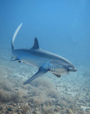 Tiburón zorro en Malapascua