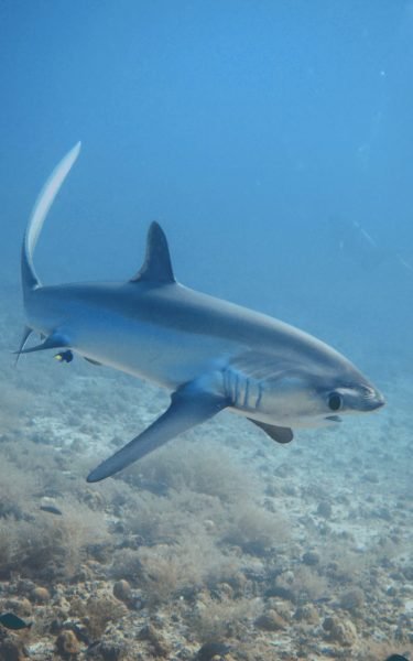 Tiburón zorro en Malapascua