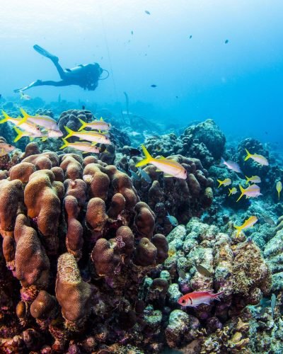Coral Coral