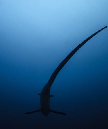 Devocean Divers Underwater Malapascua (4)