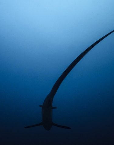 Devocean Divers Underwater Malapascua (4)