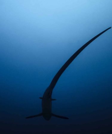 Devocean Divers Underwater Malapascua (4)